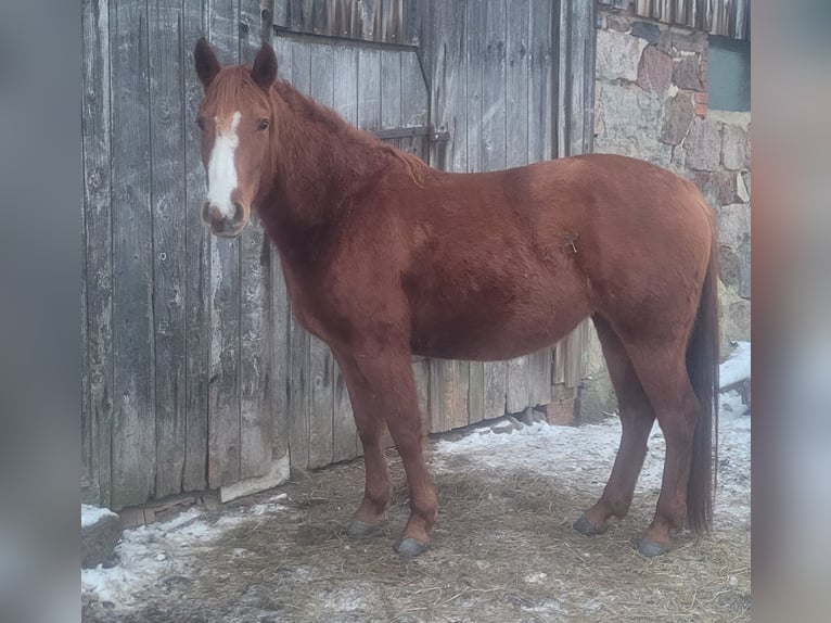 Quarter Pony Merrie 5 Jaar 145 cm Vos in Prignitz