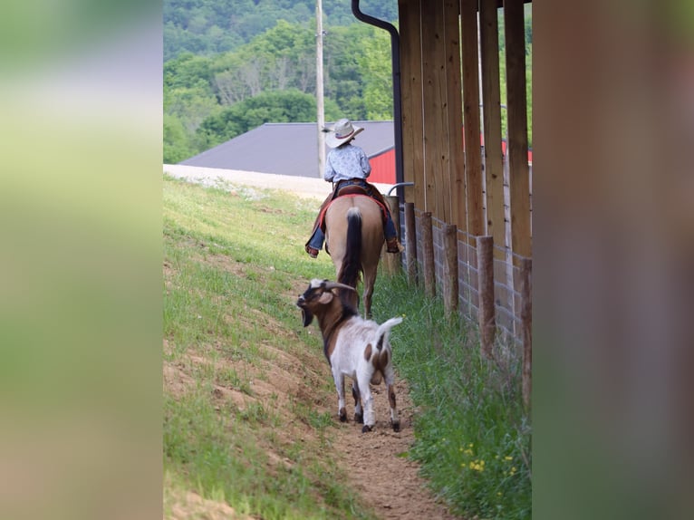 Quarter Pony Merrie 5 Jaar Buckskin in Culleoka