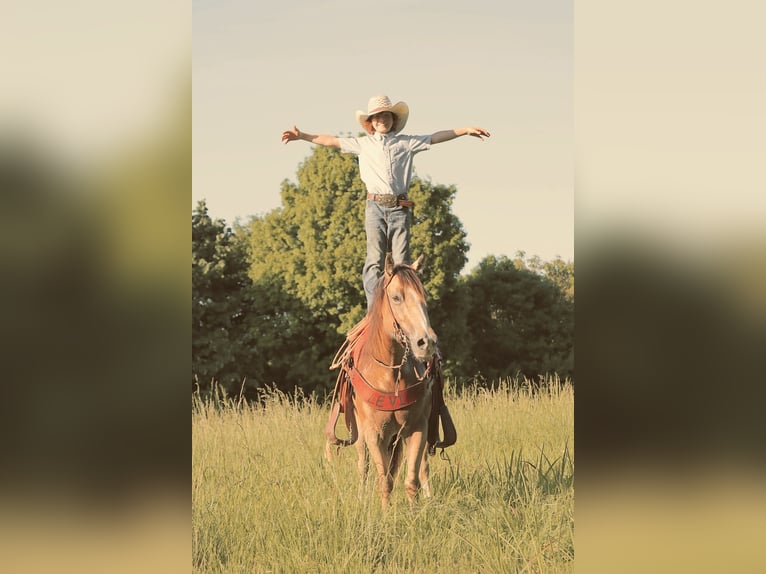 Quarter Pony Merrie 5 Jaar Buckskin in Culleoka