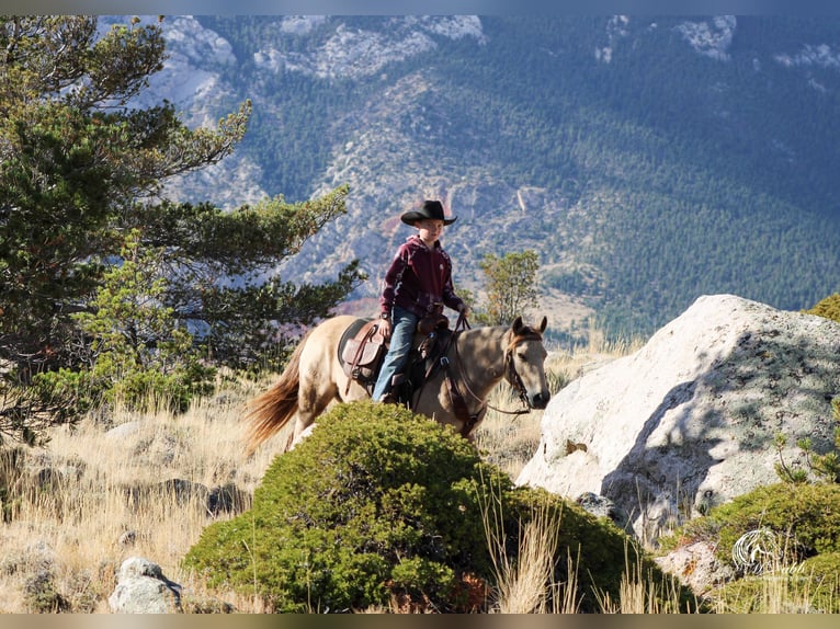 Quarter Pony Merrie 6 Jaar 124 cm Buckskin in Cody, WY