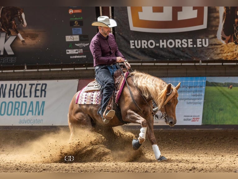 Quarter Pony Merrie 6 Jaar 145 cm Donkere-vos in Moordrecht