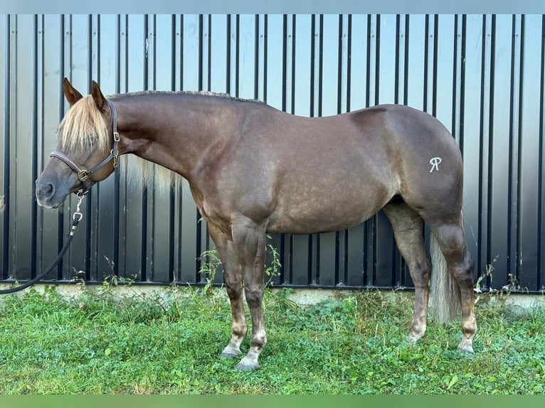 Quarter Pony Merrie 6 Jaar 145 cm Donkere-vos in Moordrecht