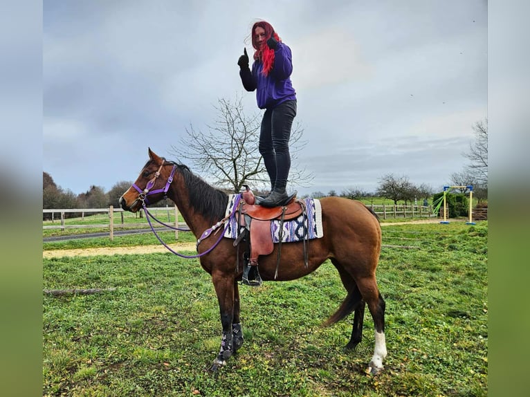 Quarter Pony Merrie 6 Jaar 152 cm Bruin in Linkenbach