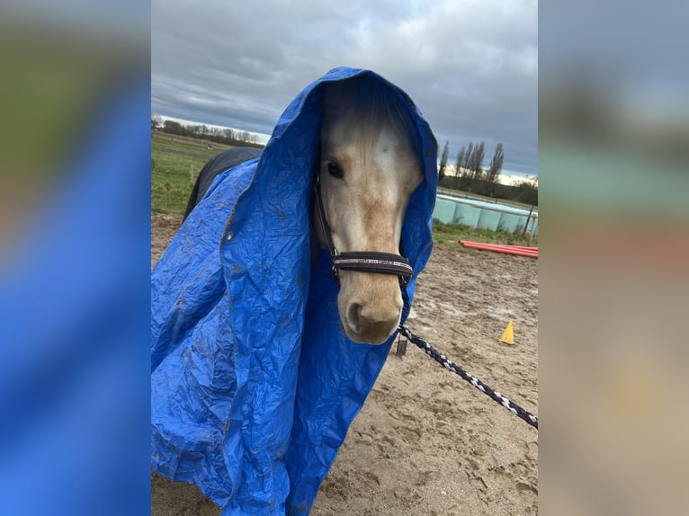 Quarter Pony Mix Merrie 6 Jaar 153 cm Palomino in Zülpich