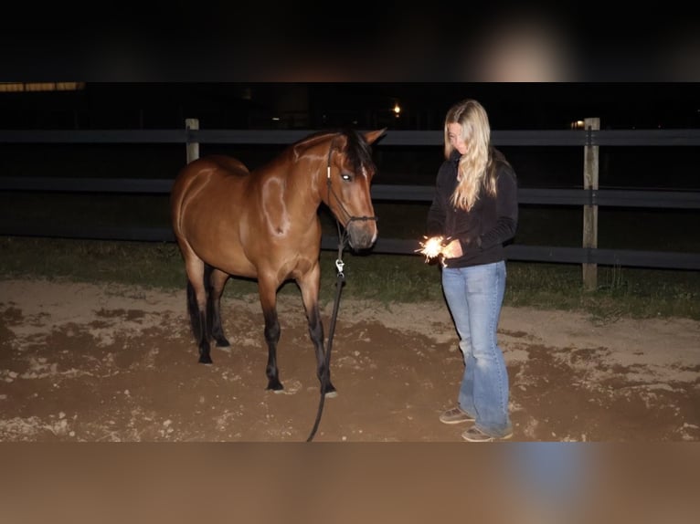 Quarter Pony Merrie 6 Jaar Roodbruin in Webberville
