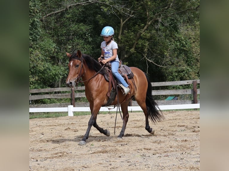 Quarter Pony Merrie 6 Jaar Roodbruin in Webberville