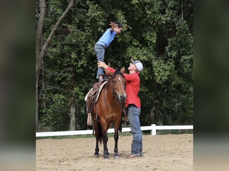 Quarter Pony Merrie 6 Jaar Roodbruin in Webberville