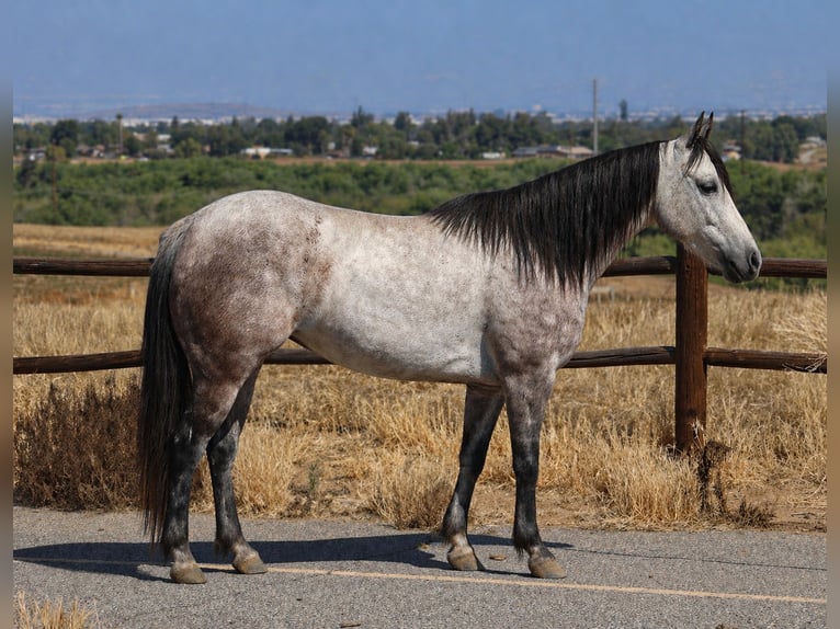 Quarter Pony Merrie 6 Jaar Schimmel in Norco