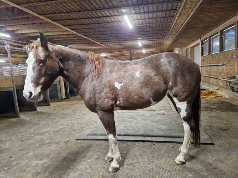 Quarter Pony Mix Merrie 7 Jaar 149 cm Gevlekt-paard in Brixen/Südtirol