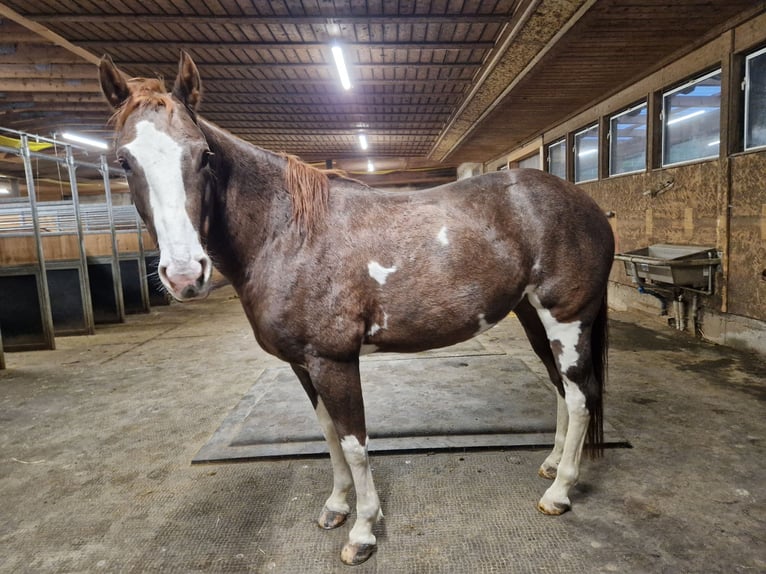 Quarter Pony Mix Merrie 7 Jaar 149 cm Gevlekt-paard in Brixen/Südtirol
