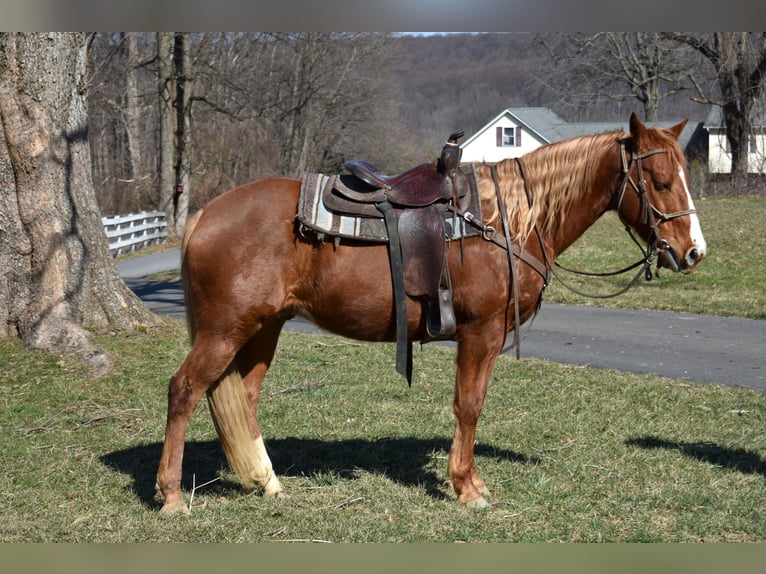 Quarter Pony Merrie 7 Jaar 152 cm  in Morgantown