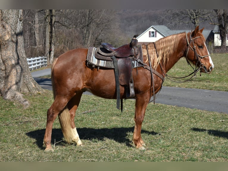 Quarter Pony Merrie 7 Jaar 152 cm  in Morgantown