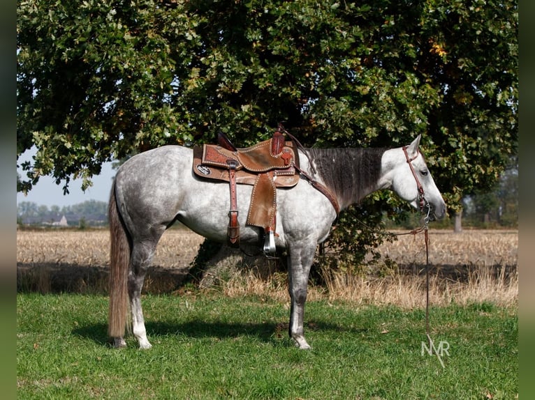 Quarter Pony Merrie 7 Jaar 155 cm Schimmel in Herenthout