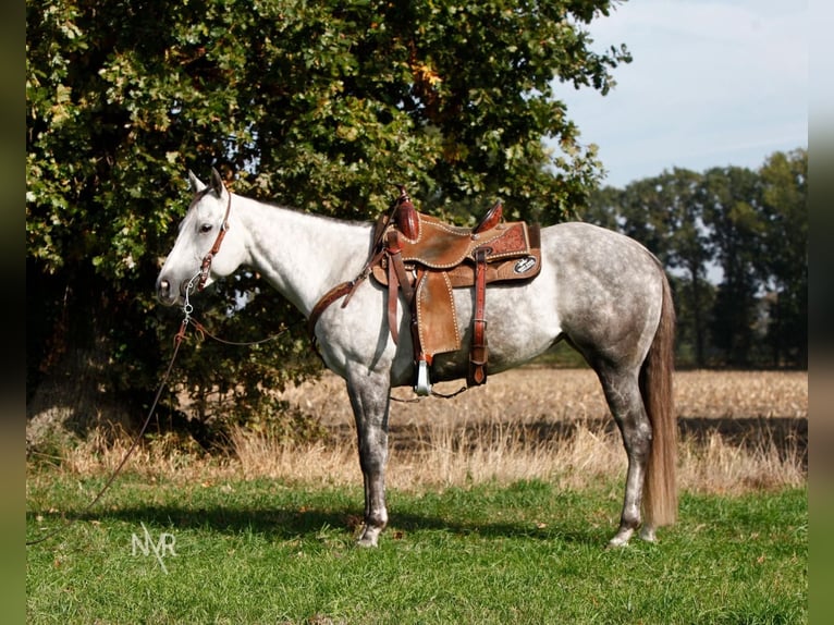 Quarter Pony Merrie 7 Jaar 155 cm Schimmel in Herenthout