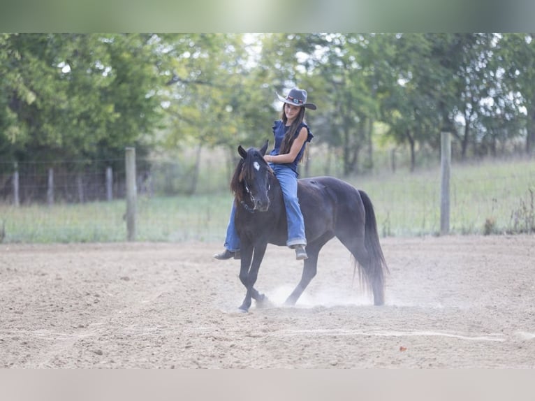 Quarter Pony Merrie 8 Jaar 127 cm Donkerbruin in Richmond