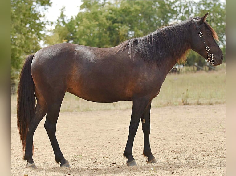 Quarter Pony Merrie 8 Jaar 127 cm Donkerbruin in Richmond