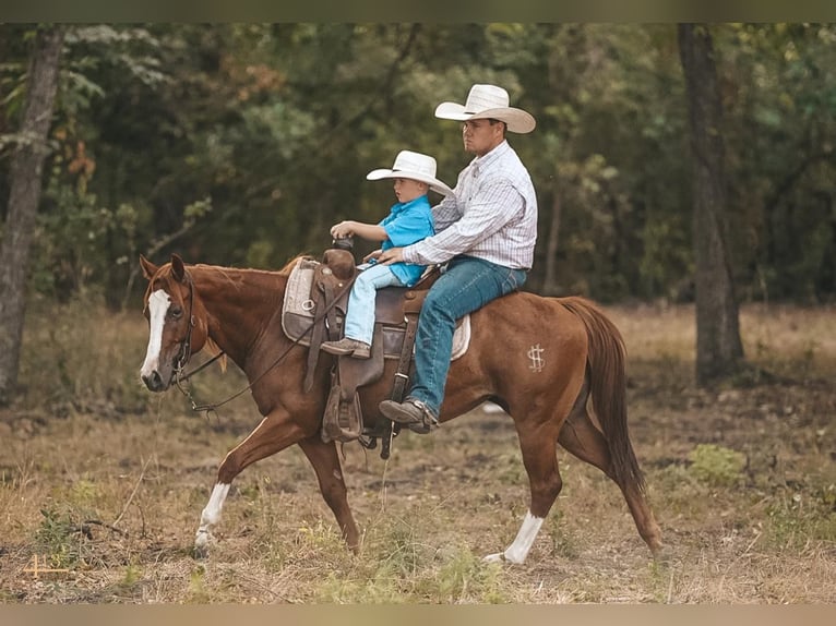 Quarter Pony Merrie 8 Jaar 127 cm Roodvos in Tolar, TX