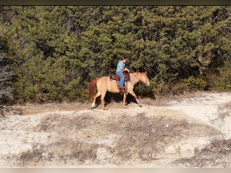 Quarter Pony Merrie 8 Jaar 132 cm Red Dun in Forney