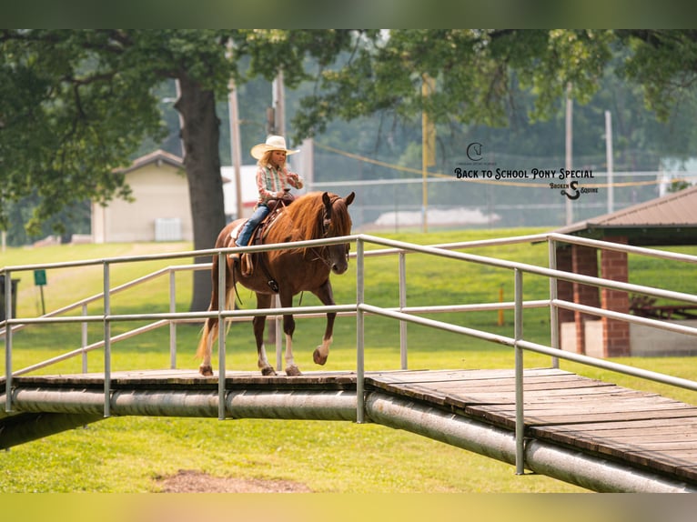 Quarter Pony Merrie 8 Jaar 135 cm Donkere-vos in Clover