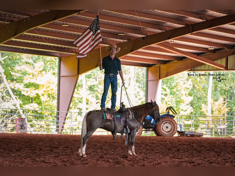 Quarter Pony Merrie 8 Jaar 135 cm Donkere-vos in Clover
