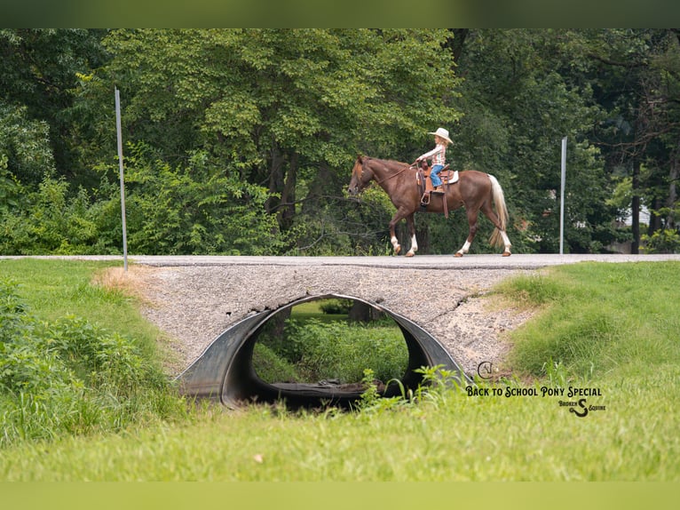 Quarter Pony Merrie 8 Jaar 135 cm Donkere-vos in Clover