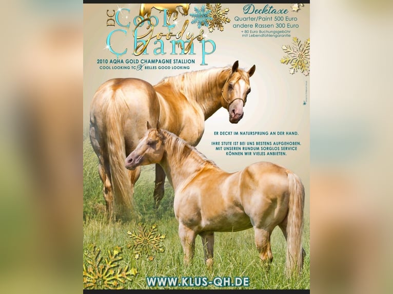 Quarter Pony Merrie 8 Jaar 140 cm Tobiano-alle-kleuren in Alpen