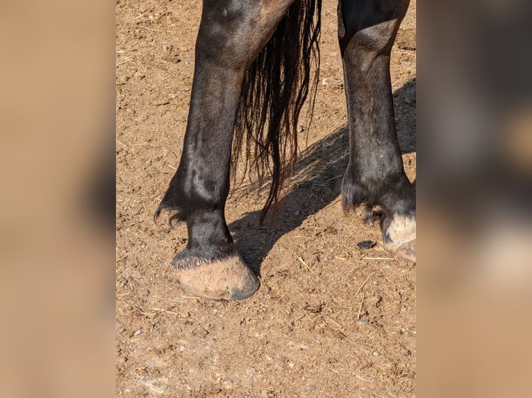 Quarter Pony Merrie 8 Jaar 142 cm Bruin in Immenreuth