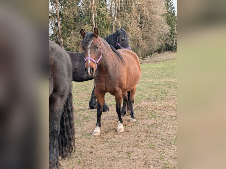 Quarter Pony Merrie 8 Jaar 142 cm Bruin in Immenreuth