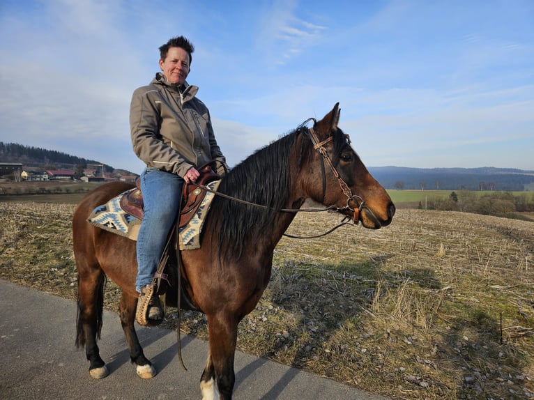 Quarter Pony Merrie 8 Jaar 142 cm Bruin in Immenreuth