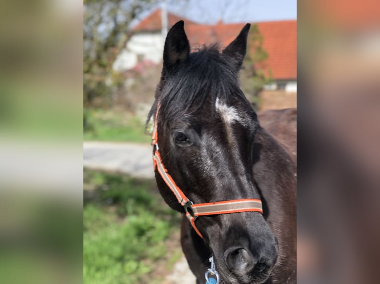 Quarter Pony Merrie 8 Jaar 145 cm Zwart in Mainbernheim