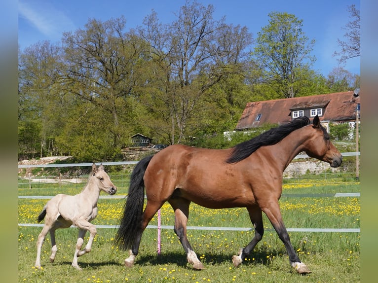 Quarter Pony Merrie 8 Jaar 153 cm Brauner in Pommelsbrunn