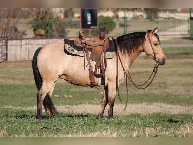 Quarter Pony Merrie 8 Jaar Buckskin in Joshua, TX