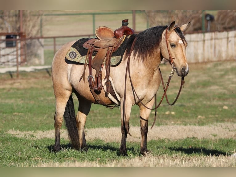 Quarter Pony Merrie 8 Jaar Buckskin in Joshua, TX