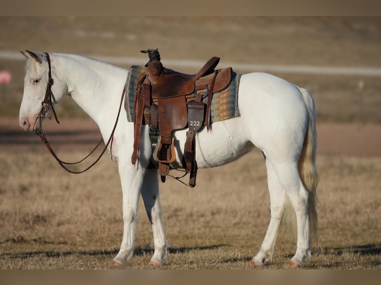 Quarter Pony Merrie 9 Jaar 130 cm Wit in Weatherford, TX