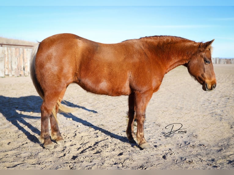 Quarter Pony Merrie 9 Jaar 137 cm Roodvos in Thedford