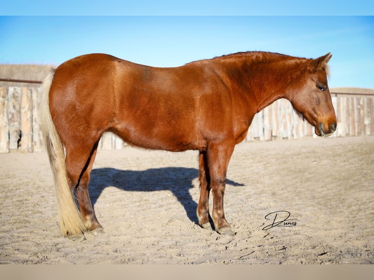 Quarter Pony Merrie 9 Jaar 137 cm Roodvos in Thedford