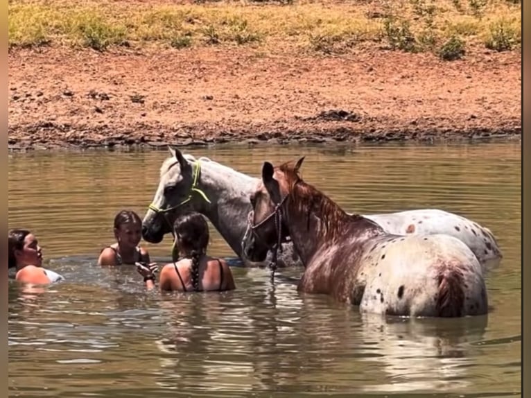 Quarter Pony Merrie 9 Jaar 137 cm in Weatherford, TX