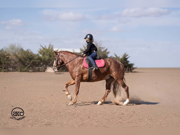 Quarter Pony Merrie 9 Jaar 142 cm Roodvos in Canyon