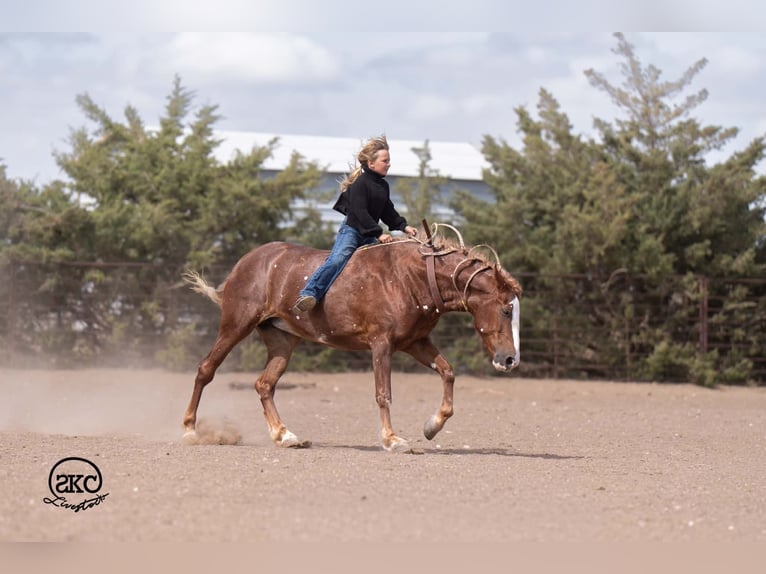 Quarter Pony Merrie 9 Jaar 142 cm Roodvos in Canyon