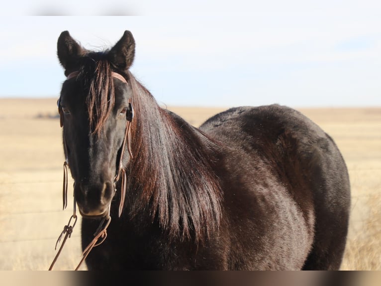 Quarter Pony Merrie 9 Jaar 145 cm Roan-Blue in Nunn