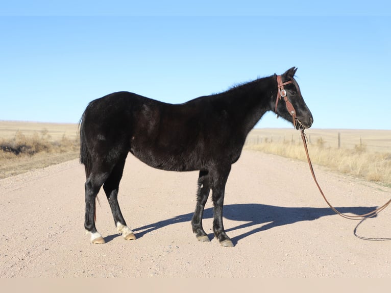 Quarter Pony Merrie 9 Jaar 145 cm Roan-Blue in Nunn