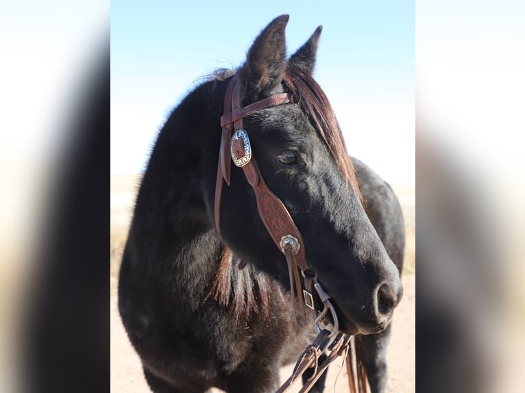 Quarter Pony Merrie 9 Jaar 145 cm Roan-Blue in Nunn