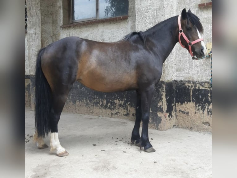 Quarter Pony Merrie veulen (04/2024) 140 cm Buckskin in Altenkunstadt
