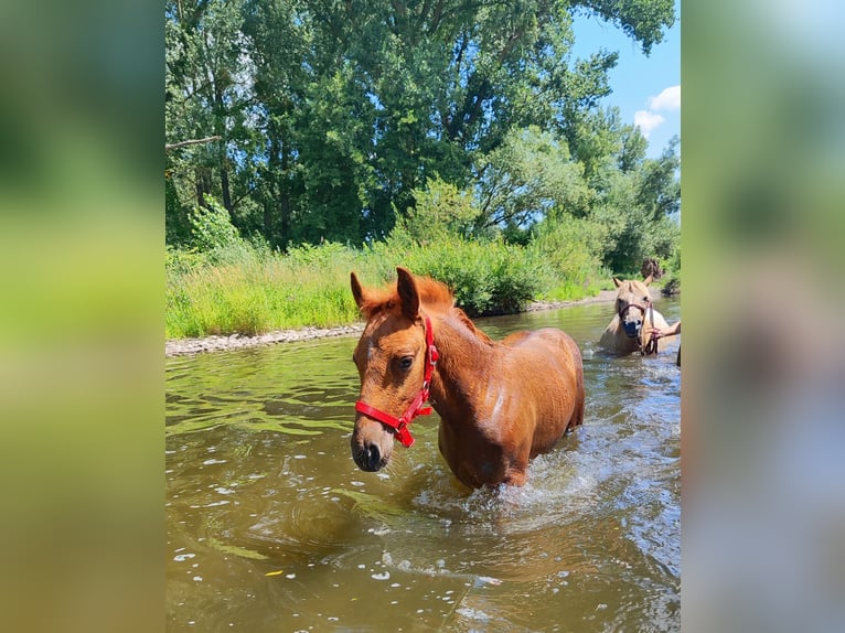 Quarter Pony Merrie Veulen (05/2026) 147 cm Vos in Hundsbach