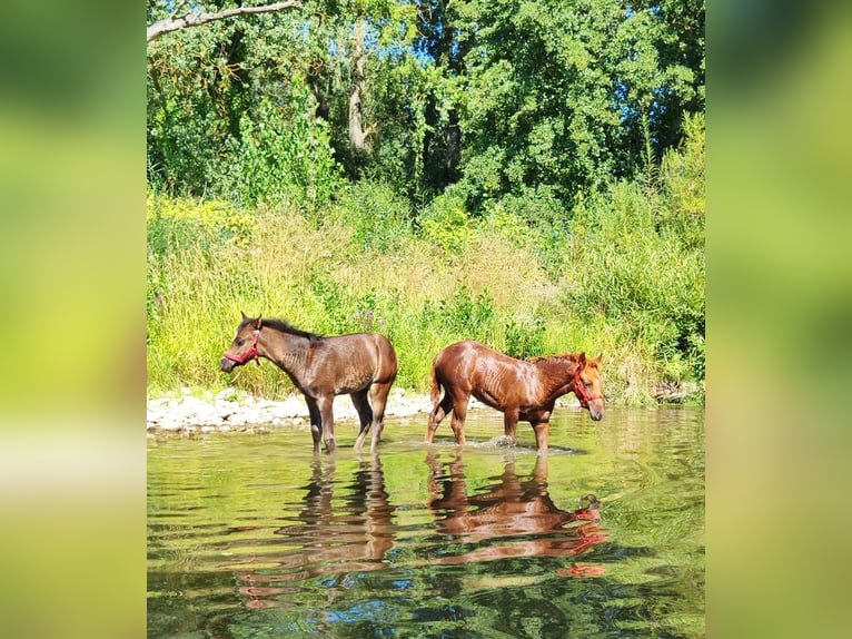 Quarter Pony Merrie Veulen (05/2026) 147 cm Vos in Hundsbach