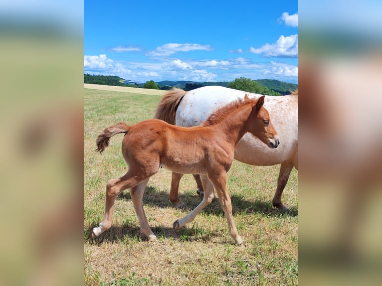 Quarter Pony Merrie Veulen (05/2026) 147 cm Vos in Hundsbach