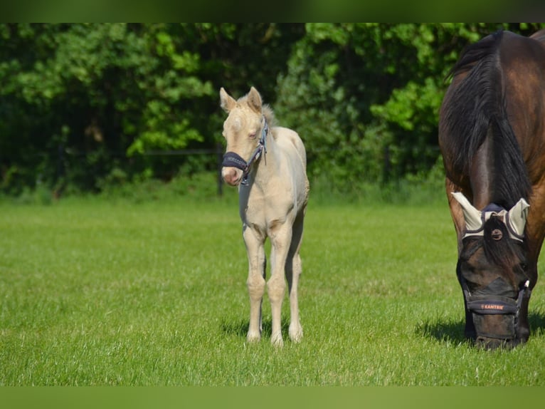 Quarter Pony Merrie  Perlino in Voltlage