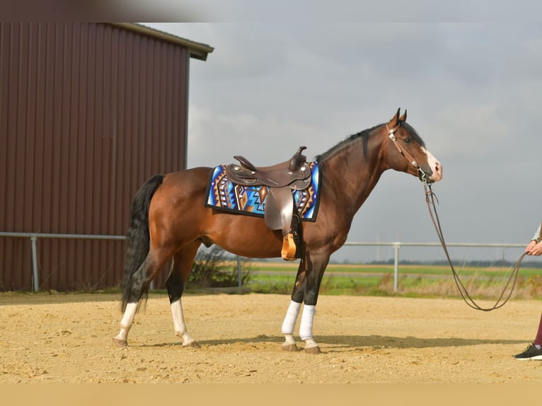 Quarter Pony Ogier 11 lat 153 cm Gniada in Geilenkirchen