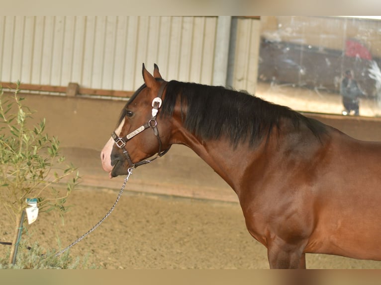 Quarter Pony Ogier 11 lat 153 cm Gniada in Geilenkirchen