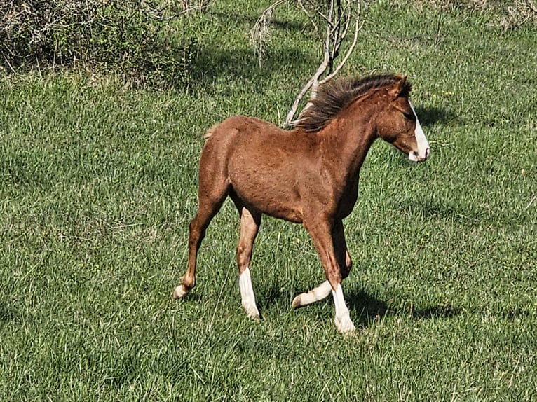 Quarter Pony Ogier 1 Rok 130 cm Kasztanowata in Gaudies